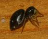 Heliophanus cupreus